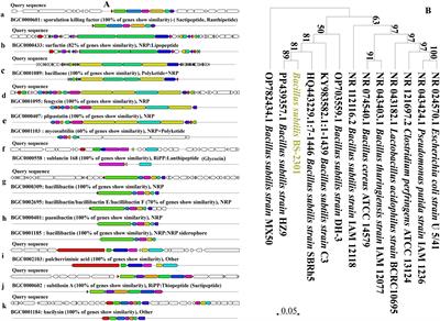 Exploring plant growth promoting traits and biocontrol potential of new isolated Bacillus subtilis BS-2301 strain in suppressing Sclerotinia sclerotiorum through various mechanisms